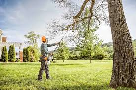 Professional Tree Care in Kettering, MD