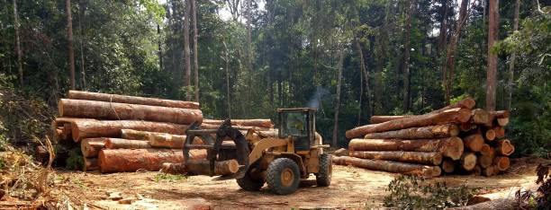 Best Tree Maintenance Programs  in Kettering, MD