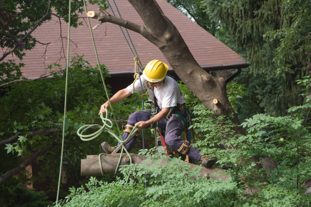 Best Weed Control  in Kettering, MD