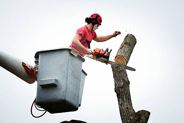 Best Hazardous Tree Removal  in Kettering, MD